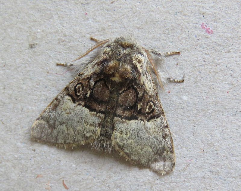    Nut tree Tussock  